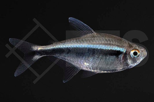 Schwarzer Neon (Hyphessobrycon herbertaxelrodi)