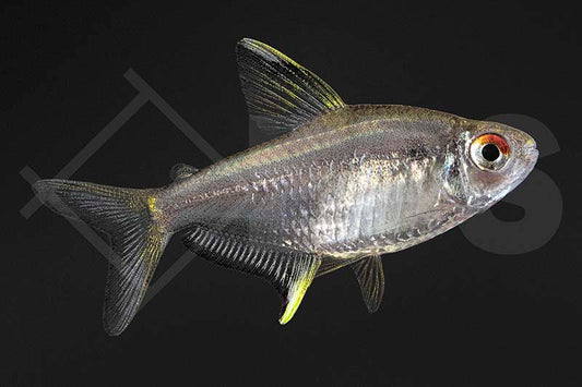 Zitronensalmler (Hyphessobrycon pulchripinnis)