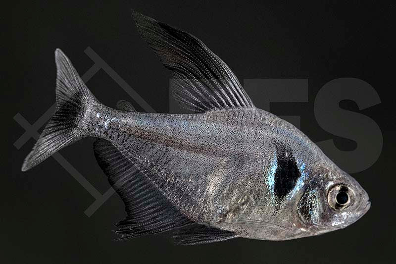 Schwarzer Phantomsalmler (Megalamphodus megalopterus)