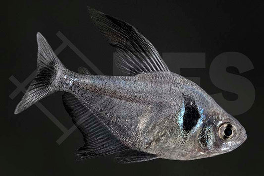Schwarzer Phantomsalmler (Megalamphodus megalopterus)
