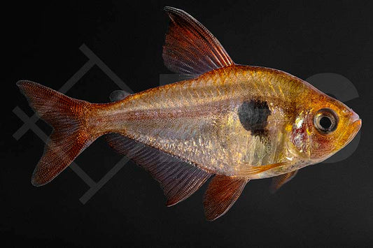 Roter Phantomsalmler (Megalamphodus sweglesi)