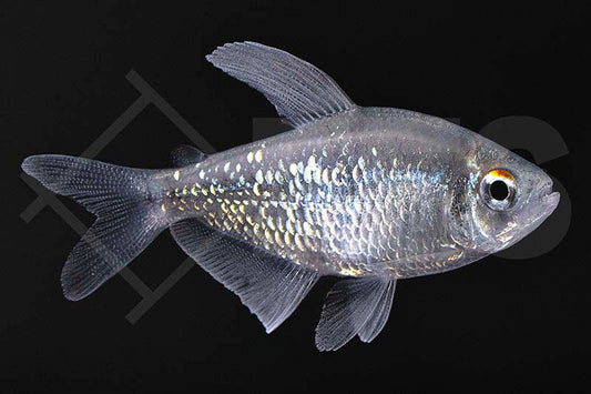 Brillantsalmler (Moenkhausia pittieri)