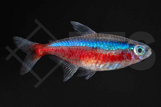 Roter Neon (Paracheirodon axelrodi)