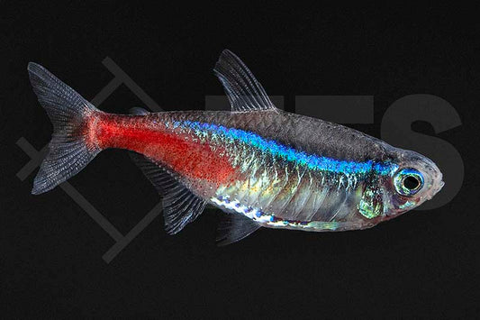 Neontetra (Paracheirodon innesi)