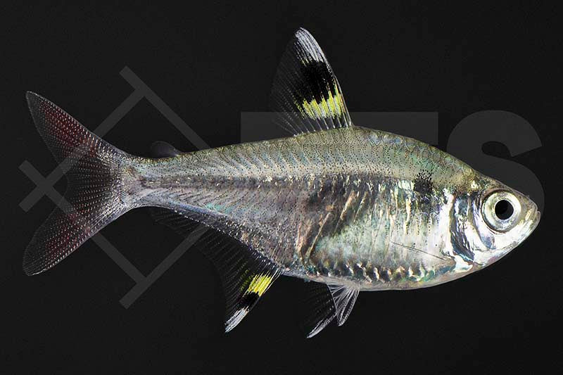 Sternflecksalmler (Pristella maxillaris)
