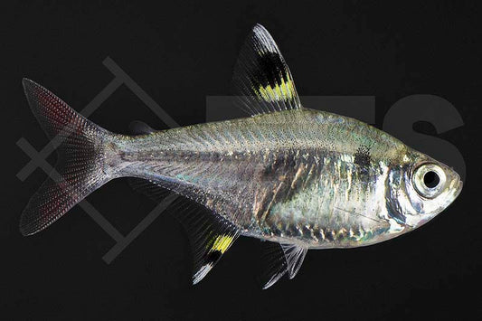Sternflecksalmler (Pristella maxillaris)