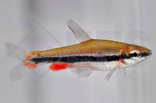Längsband-Ziersalmler (Nannostomus beckfordi)