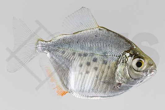 Gepunkteter Scheibensalmler (Metynnis roosevelti, Metynnis maculatus)