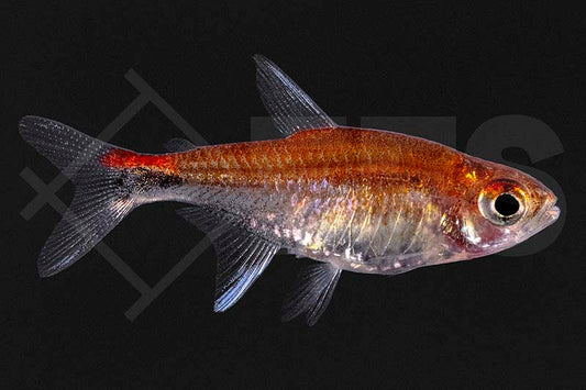 Roter Pfeffersalmler (Axelrodia riesei)
