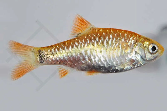 Brokatbarbe (Barbus semifasciolatus)