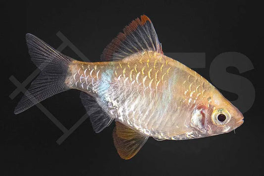 Sumatrabarbe gold (Puntigrus cf. tetrazona gold)