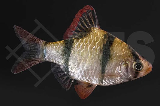 Sumatrabarbe (Puntigrus cf. tetrazona)