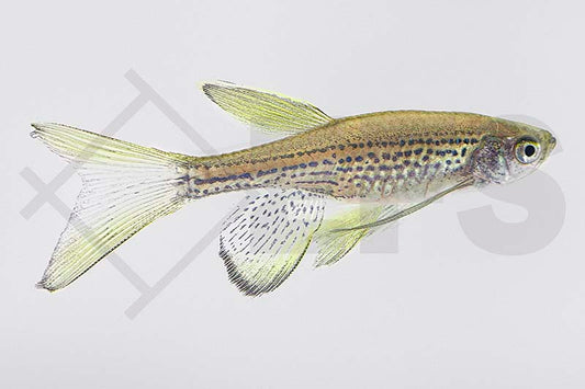 Schleier-Leopardbärbling (Brachydanio frankei)