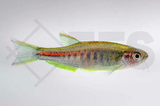 Glühlichtbärbling (Danio choprae)