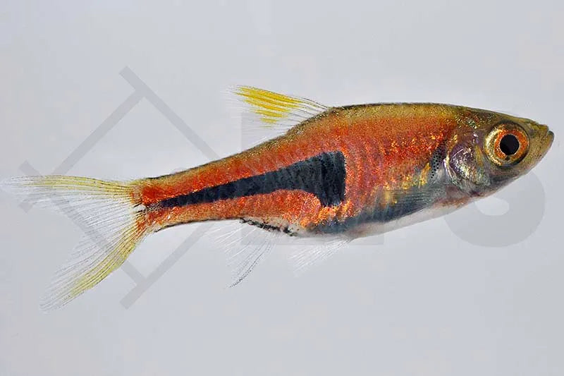 Espes Keilfleckbarbe (Trigonostigma espei)
