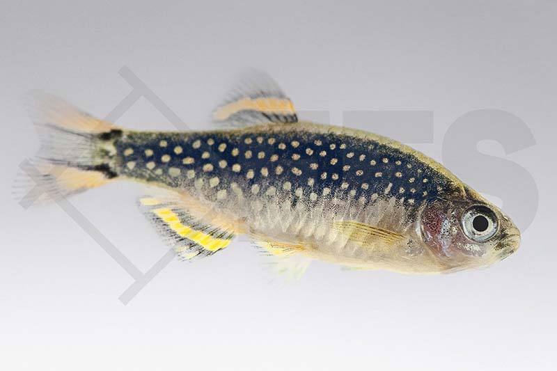 Galaxy- oder Perlhuhn-Zwergbärbling (Celesthichthys margaritatus)