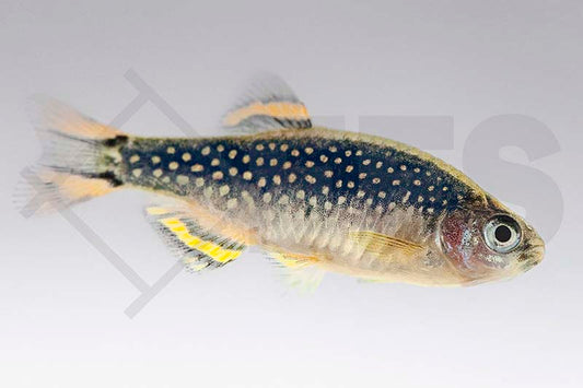Galaxy- oder Perlhuhn-Zwergbärbling (Celesthichthys margaritatus)