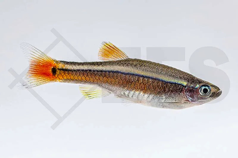 Kardinalfisch (Tanichthys albonubes)