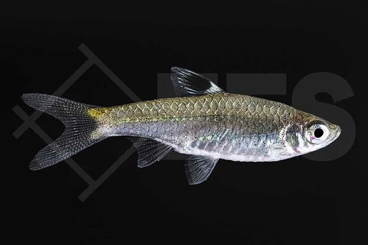 Leuchtaugenbärbling (Rasbora dorsiocellata)