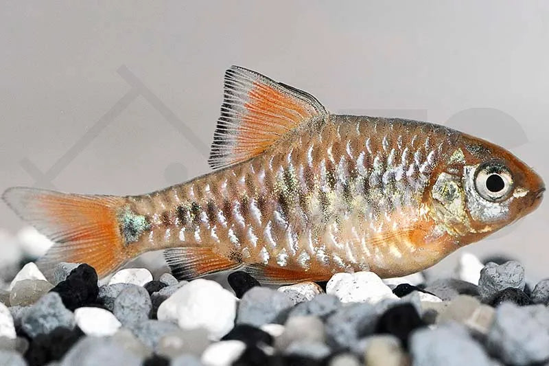 Eilandbarbe (Oliotius oligolepis)