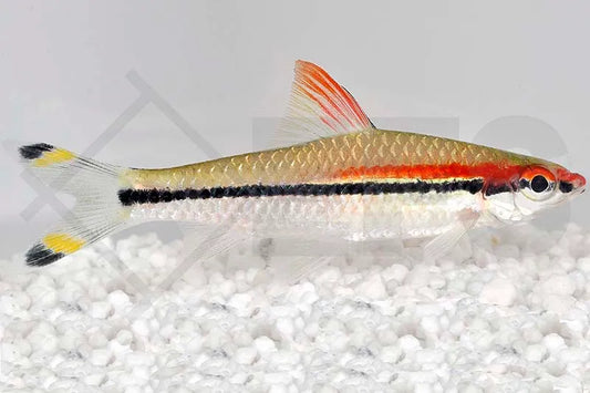 Feuerstreifen-Haibarbe (Sahyadria denisoni)