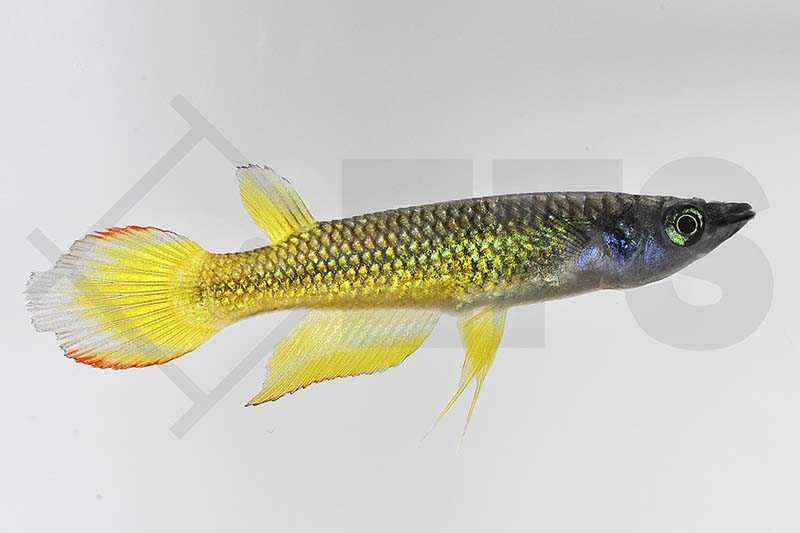 Goldener Streifen-Hechtling (Aplocheilus lineatus)