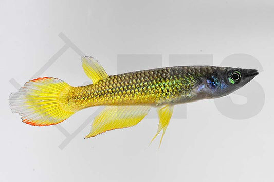 Goldener Streifen-Hechtling (Aplocheilus lineatus)