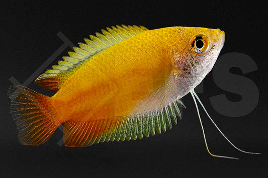 Honiggurami "Gold" (Colisa chuna)