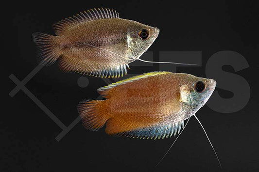 Honiggurami (Colisa chuna)