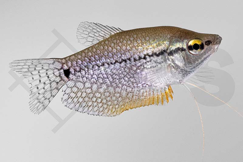 Mosaikfadenfisch (Trichogaster leeri)