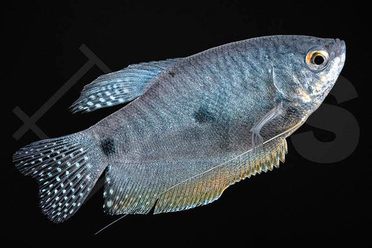 Blauer Fadenfisch "Sumatranus" (Trichogaster trichopterus sumatranus)