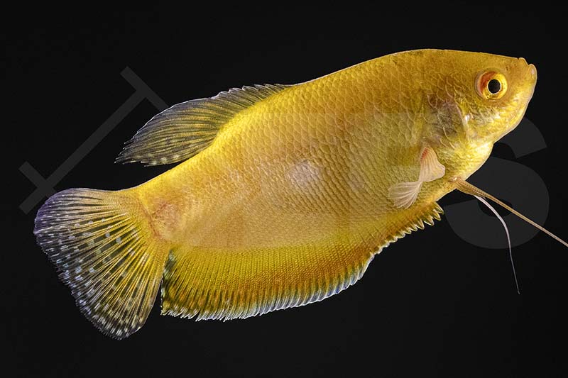 Fadenfisch "gold" (Trichogaster trichopterus)