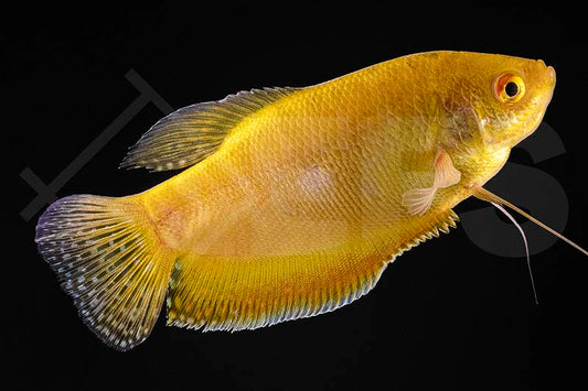 Fadenfisch "gold" (Trichogaster trichopterus)