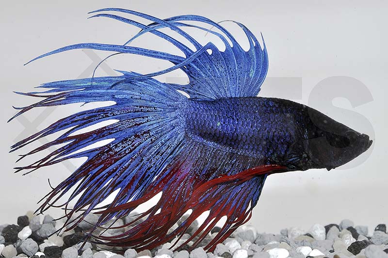 Kampffisch, Crowntail (Betta splendens)