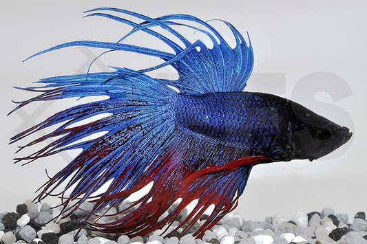 Kampffisch, Crowntail (Betta splendens)