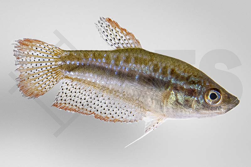 Knurrender Zwerggurami (Trichopsis pumila)