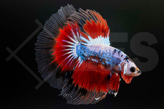 Kampffisch, Halfmoon (Betta splendens)