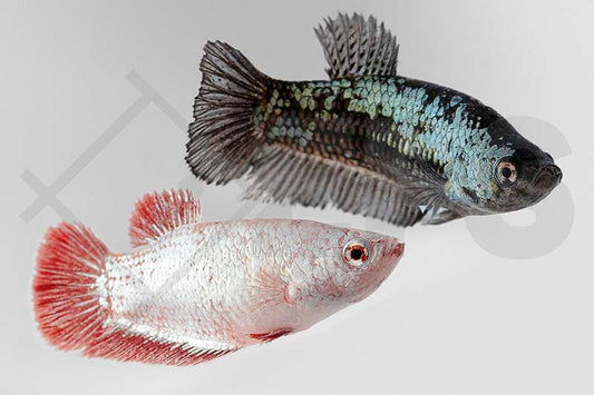 Kampffisch Weibchen (Betta splendens)