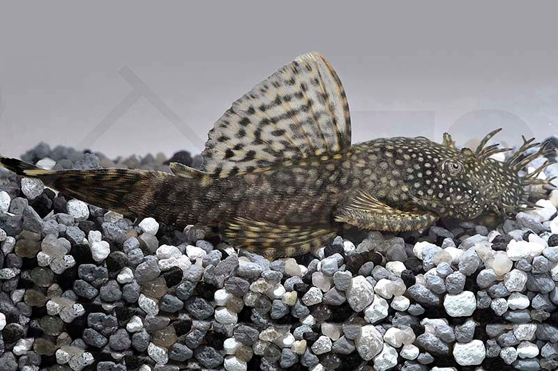 Blauer Antennenwels (Ancistrus sp.)