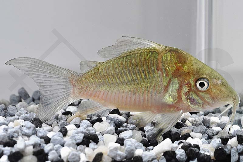 Smaragd-Panzerwels (Brochis splendens)