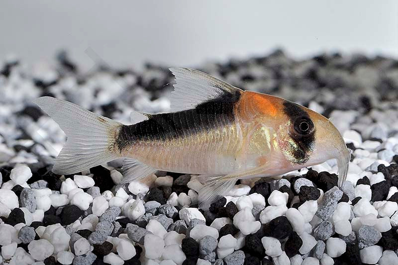 Adolfo's Panzerwels (Corydoras adolfoi)