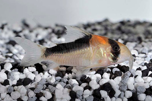 Adolfo's Panzerwels (Corydoras adolfoi)