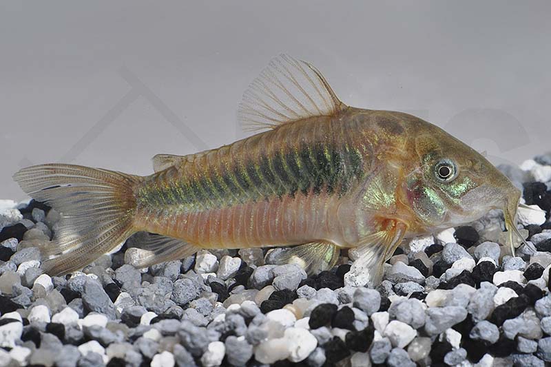 Metallpanzerwels (Corydoras aeneus)