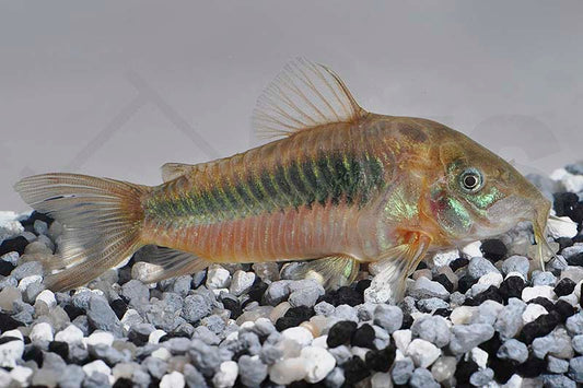Metallpanzerwels (Corydoras aeneus)