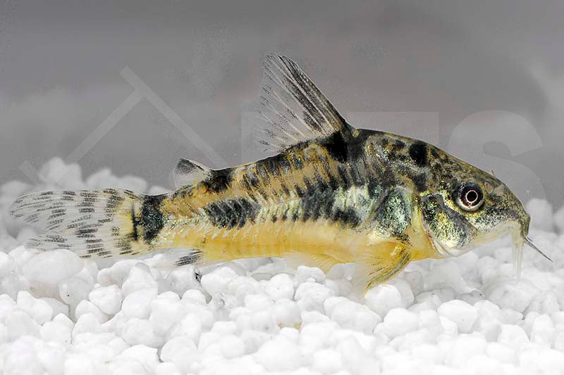 Marmorpanzerwels (Corydoras paleatus)