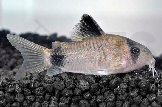 Panda-Panzerwels (Corydoras Panda)