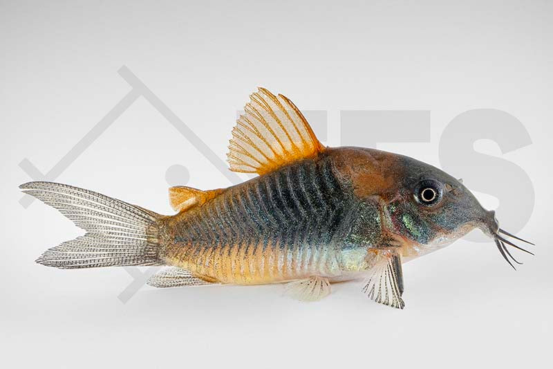 Oranger Venezuela-Panzerwels (Osteogaster, Corydoras venezuelanus)