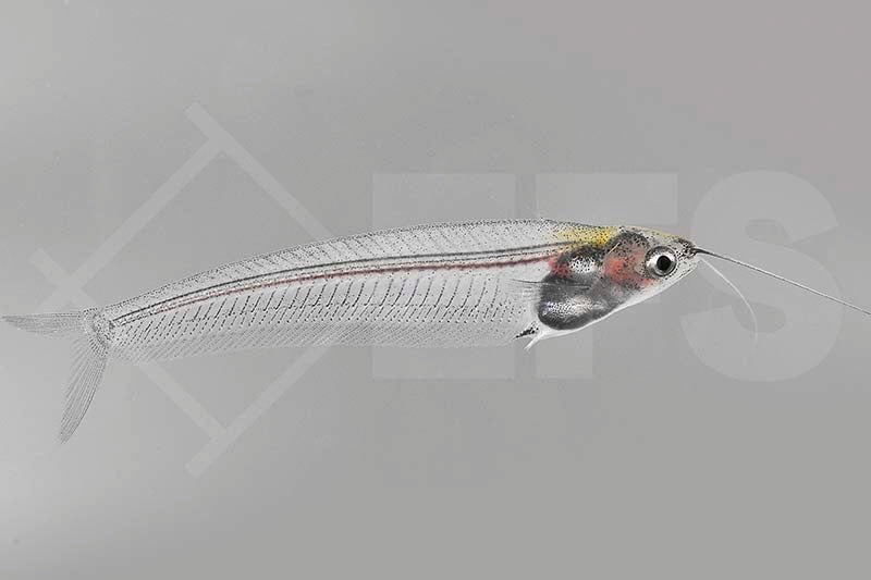 Indischer Glaswels (Kryptopterus bicirrhis)