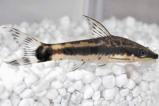 Ohrgitter-Harnischwels, Zwergsaugwels (Otocinclus affinis_arnoldi)