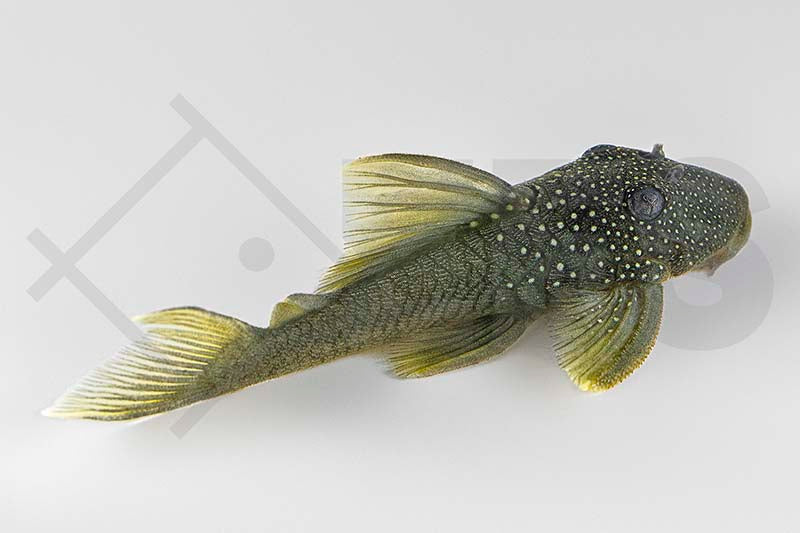 Gelber Phantomwels HiFin L200(a) (Baryancistrus demantoides)
